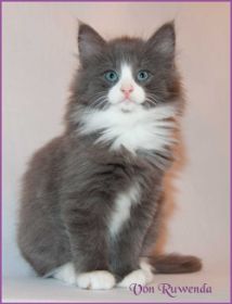 Katerchen Marco von den Norwegischen Waldkatzen von Ruwenda