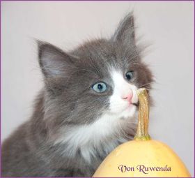 Katerchen Marco von den Norwegischen Waldkatzen von Ruwenda