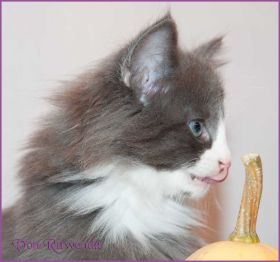 Katerchen Marco von den Norwegischen Waldkatzen von Ruwenda