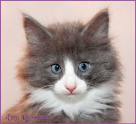 Katerchen Marco von den Norwegischen Waldkatzen von Ruwenda