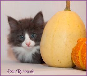 Katerchen Marco von den Norwegischen Waldkatzen von Ruwenda