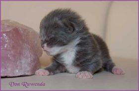 Katerchen Tarzan von den Norwegischen Waldkatzen von Ruwenda mit 4 Tagen