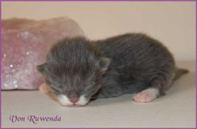 Katerchen Tarzan von den Norwegischen Waldkatzen von Ruwenda hat ein blaues Näschen