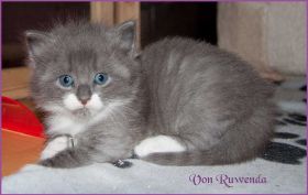 Katerchen Tarzan von den Norwegischen Waldkatzen von Ruwenda