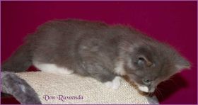 Katerchen Tarzan von den Norwegischen Waldkatzen von Ruwenda