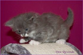 Katerchen Tarzan von den Norwegischen Waldkatzen von Ruwenda