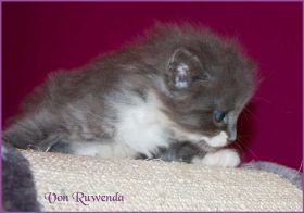 Katerchen Tarzan von den Norwegischen Waldkatzen von Ruwenda