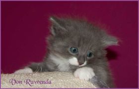 Katerchen Tarzan von den Norwegischen Waldkatzen von Ruwenda