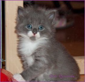 Katerchen Tarzan von den Norwegischen Waldkatzen von Ruwenda