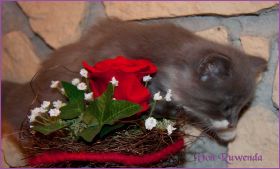 Katerchen Tarzen von den Norwegischen Waldkatzen von Ruwenda