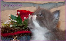 Katerchen Tarzen von den Norwegischen Waldkatzen von Ruwenda