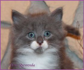 Katerchen Tarzen von den Norwegischen Waldkatzen von Ruwenda