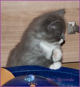 Katerchen Tarzen von den Norwegischen Waldkatzen von Ruwenda