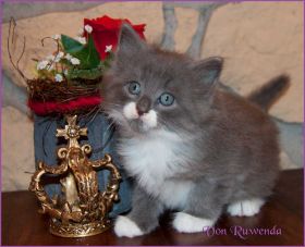 Katerchen Tarzen von den Norwegischen Waldkatzen von Ruwenda