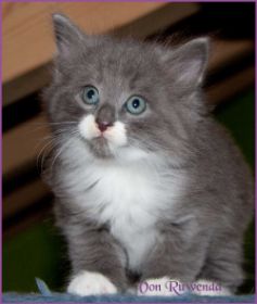 Katerchen Tarzan von den Norwegischen Waldkatzen von Ruwenda