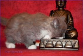 Katerchen Tarzan von den Norwegischen Waldkatzen von Ruwenda