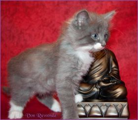 Katerchen Tarzan von den Norwegischen Waldkatzen von Ruwenda