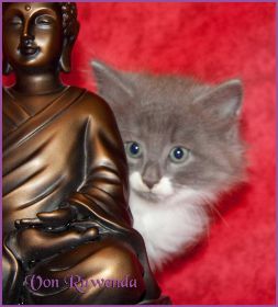 Katerchen Tarzan von den Norwegischen Waldkatzen von Ruwenda