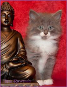 Katerchen Tarzan von den Norwegischen Waldkatzen von Ruwenda