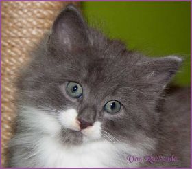 Katerchen Tarzan von den Norwegischen Waldkatzen von Ruwenda