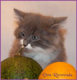 Katerchen Tarzan von den Norwegischen Waldkatzen von Ruwenda