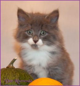 Katerchen Tarzan von den Norwegischen Waldkatzen von Ruwenda