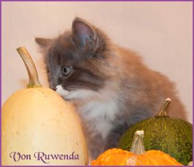 Katerchen Tarzan von den Norwegischen Waldkatzen von Ruwenda