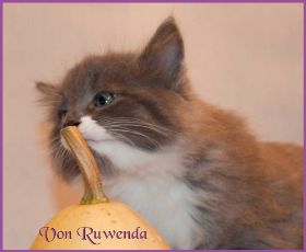 Katerchen Tarzan von den Norwegischen Waldkatzen von Ruwenda