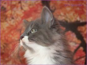 Katerchen Tarzan von den Norwegischen Waldkatzen von Ruwenda