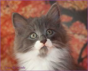 Katerchen Tarzan von den Norwegischen Waldkatzen von Ruwenda