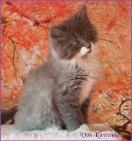 Katerchen Tarzan von den Norwegischen Waldkatzen von Ruwenda