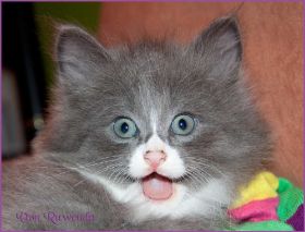 Kätzchen Sasette von den Norwegischen Waldkatzen von Ruwenda