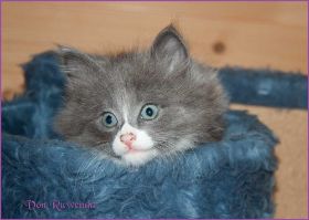 Kätzchen Sasette von den Norwegischen Waldkatzen von Ruwenda