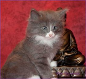 Kätzchen Sasette von den Norwegischen Waldkatzen von Ruwenda