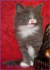 Kätzchen Sasette von den Norwegischen Waldkatzen von Ruwenda