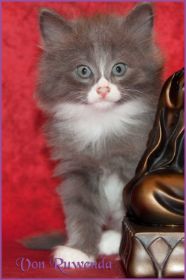 Kätzchen Sasette von den Norwegischen Waldkatzen von Ruwenda