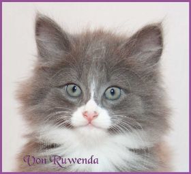 Kätzchen Sasette von den Norwegischen Waldkatzen von Ruwenda