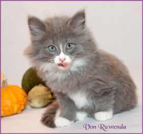 Kätzchen Sasette von den Norwegischen Waldkatzen von Ruwenda