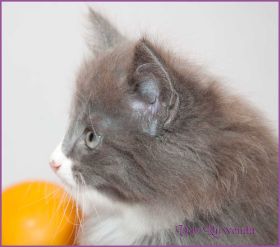 Kätzchen Sasette von den Norwegischen Waldkatzen von Ruwenda