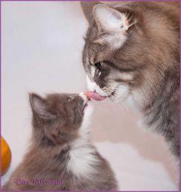 Kätzchen Sasette von den Norwegischen Waldkatzen von Ruwenda