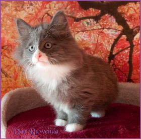 Kätzchen Sasette von den Norwegischen Waldkatzen von Ruwenda