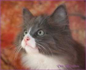 Kätzchen Sasette von den Norwegischen Waldkatzen von Ruwenda