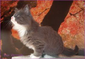 Kätzchen Sasette von den Norwegischen Waldkatzen von Ruwenda