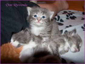 Babies F-Wurf von den Norwegischen Waldkatzen von Ruwenda