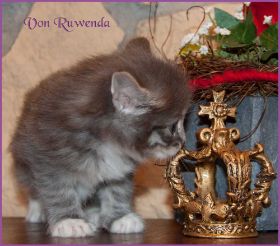 Kätzchen Audrey Hepburn von den Norwegischen Waldkatzen von Ruwenda