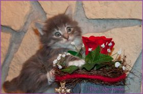 Kätzchen Audrey Hepburn von den Norwegischen Waldkatzen von Ruwenda