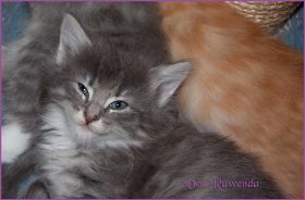 Kätzchen Audrey Hepburn von den Norwegischen Waldkatzen von Ruwenda