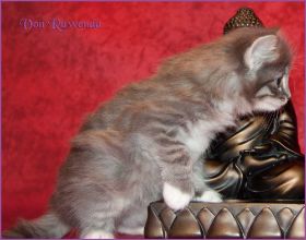 Kätzchen Audrey Hepburn von den Norwegischen Waldkatzen von Ruwenda