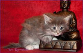 Kätzchen Audrey Hepburn von den Norwegischen Waldkatzen von Ruwenda