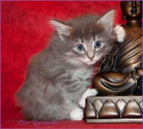 Kätzchen Audrey Hepburn von den Norwegischen Waldkatzen von Ruwenda